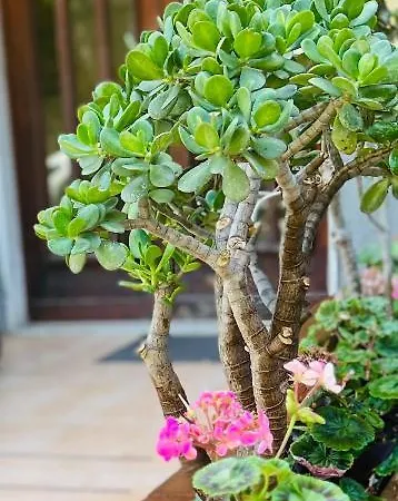 Гостевой дом Liu' Al Viale 4*